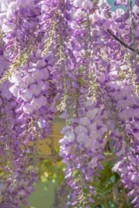 Wisteria Sinensis Prolific egarden.store Wisteria Sinensis Prolific egarden.store online