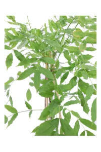 Wisteria Sinensis Prolific v15 egarden.store 2 Wisteria Sinensis Prolific v15 egarden.store online