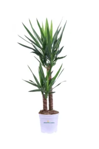 Yucca Elephantipes v20 egarden.store online