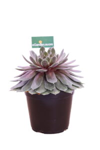 aeonium arboreum atropurpurea online