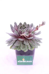 aeonium arboreum atropurpurea online