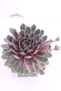 Aeonium Arboreum Atropurpureum