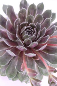aeonium arboreum atropurpurea online
