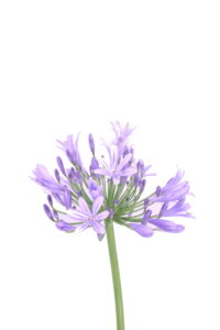 agapanthus umbellatus v24 egarden.store 3 agapanthus umbellatus online