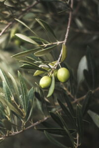 albero-di-ulivo-ascolana Ulivo - Ascolana