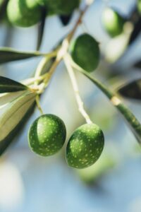 albero-di-ulivo-bella-di-cerignola Albero di Ulivo Bella di Cerignola