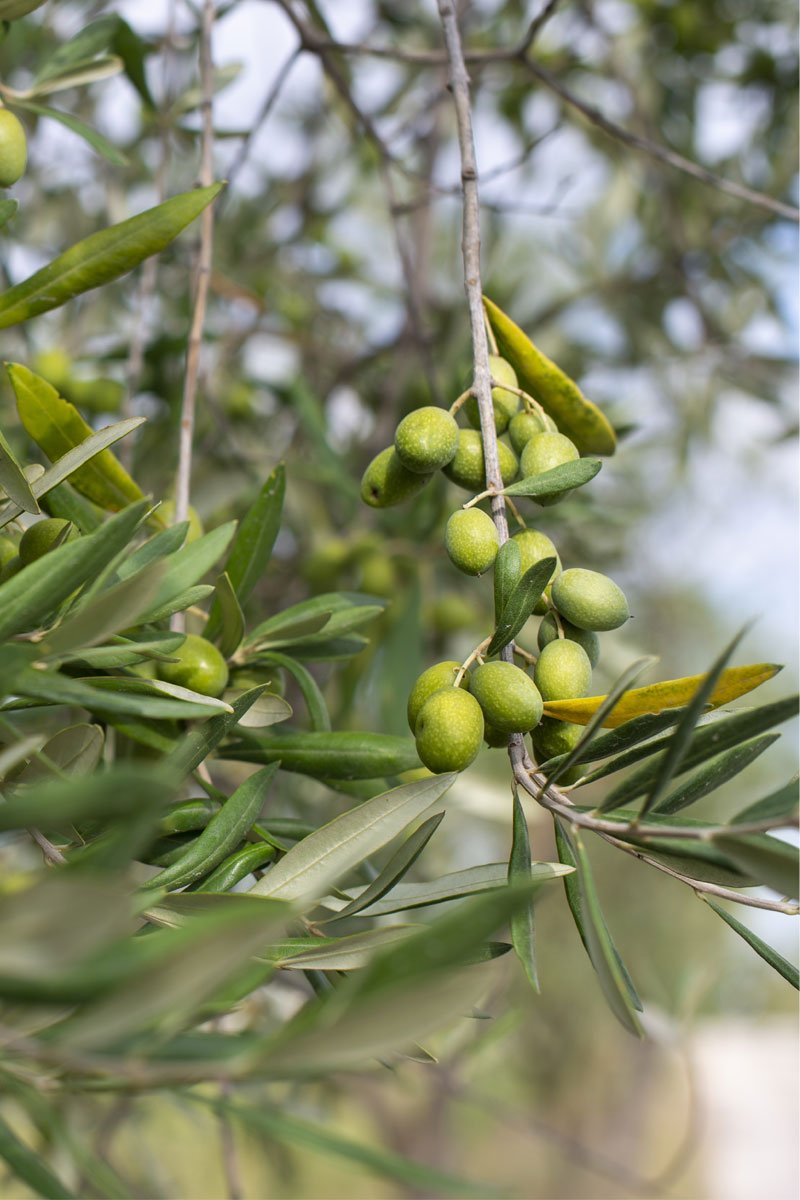 Ulivo o olivo - Alberi - Ulivo o olivo