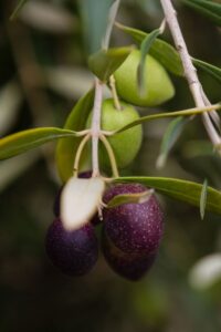 albero-di-ulivo-carolea Albero di Ulivo Carolea