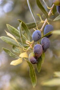 Albero di ulivo Cima di Melfi