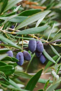 Albero di Ulivo Nocella del Belice