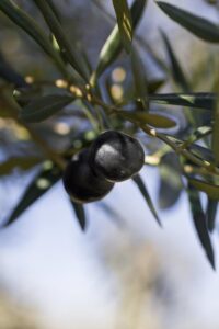 Albero di Ulivo Nociara