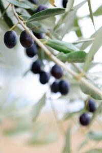 Albero di ulivo Pasola