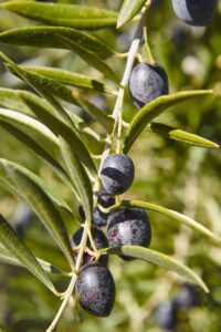 Albero di ulivo Pasola di Andria