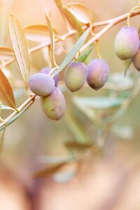 albero-di-ulivo-pendolino Albero di Ulivo Pendolino