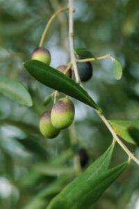 Albero di Ulivo Peranzana