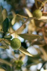 Albero di Ulivo Picholine