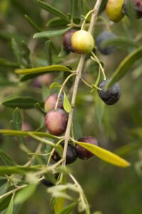 Albero di ulivo termite di Bitetto