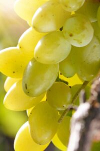 barbatella fragola bianca online