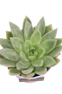 Echeveria Agavoides