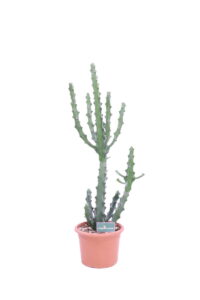 euphorbia mayurnathaii online