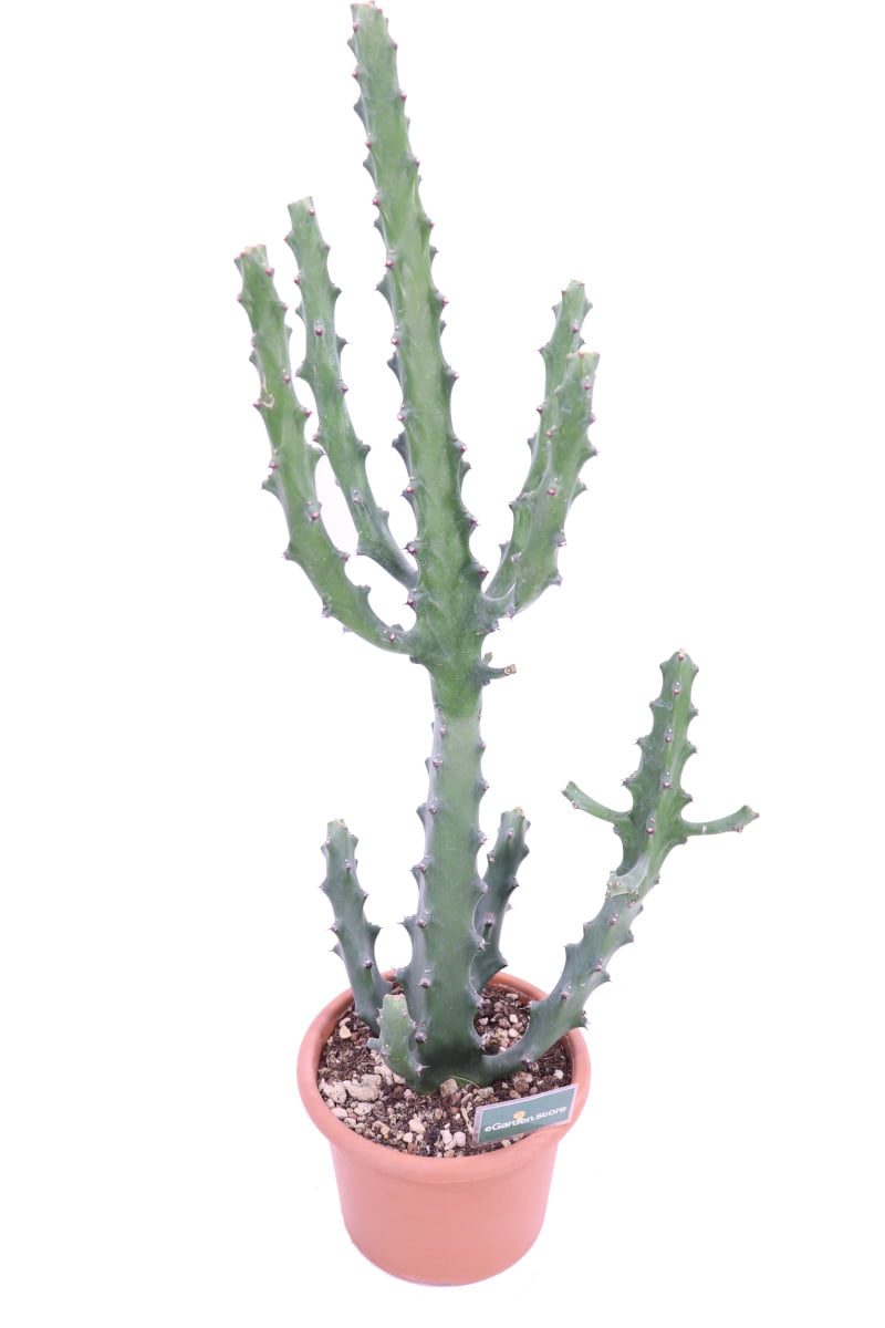 Euphorbia Mayurnathanii