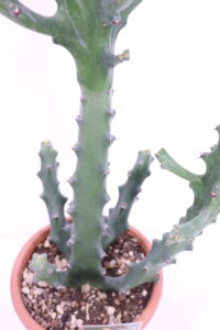 euphorbia mayurnathaii online
