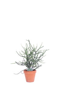 euphorbia tirucalli online