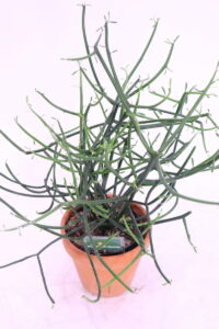 euphorbia tirucalli online