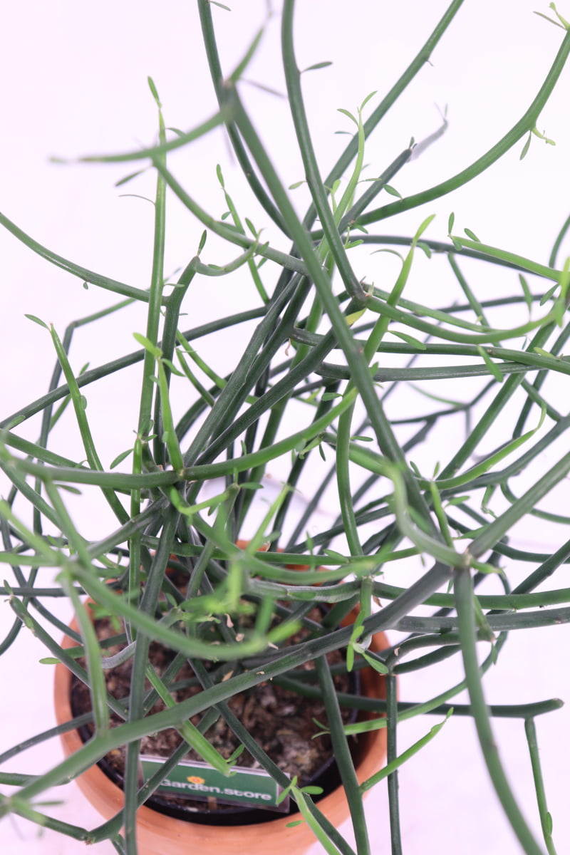 Euphorbia Tirucalli Deco