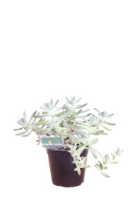 graptosedum v14 egarden.store 1 graptosedum online