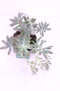 graptosedum v14 egarden.store 3 graptosedum online