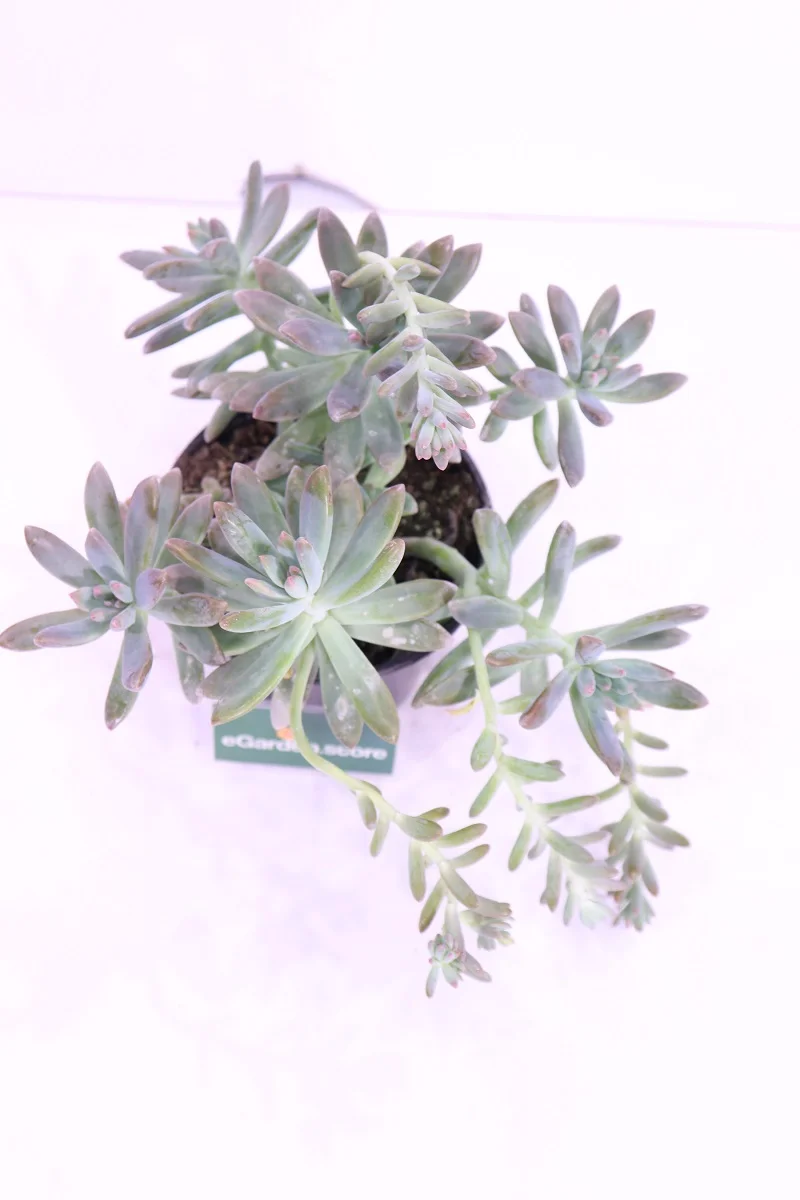 graptosedum online