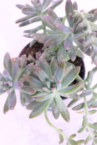 graptosedum v14 egarden.store 4 graptosedum online