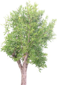 Melograno - Punica Granatum Wonderful