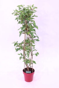 Gelso Nero - Mojo Berry