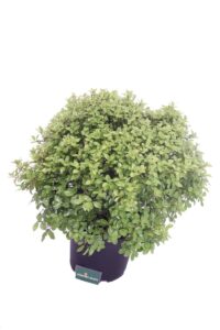 pittosporo golf ball v24 egarden.store 2_2 pittosporo golf ball online