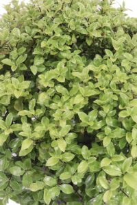 pittosporo golf ball v24 egarden.store 3_3 pittosporo golf ball online