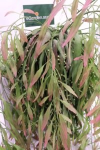 pseudorhipsalis ramulosa online