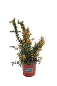 pyracantha mohave v16 egarden.store online