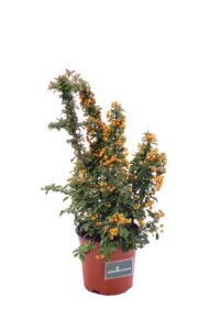 pyracantha mohave v16 egarden.store online