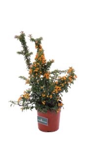 pyracantha mohave v16 egarden.store online