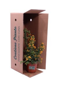 pyracantha mohave v16 egarden.store online