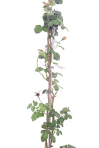 Rosa Meilland Louis De Funes Meirestifsar