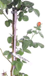 Rosa Meilland Louis De Funes Meirestifsar