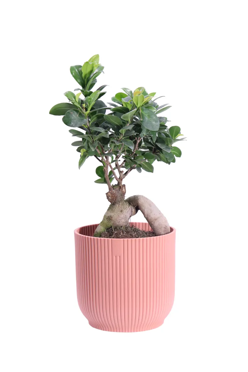 Bonsai Ficus Ginseng Pink Love v18 egarden.store online