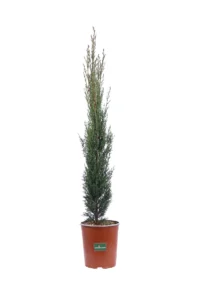 Cupressus Sempervirens Totem v17 egarden.store online