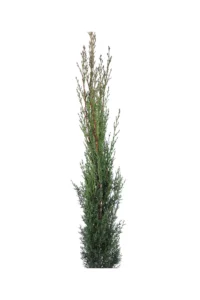 Cupressus Sempervirens Totem v17 egarden.store online