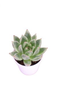 Echeveria Parva