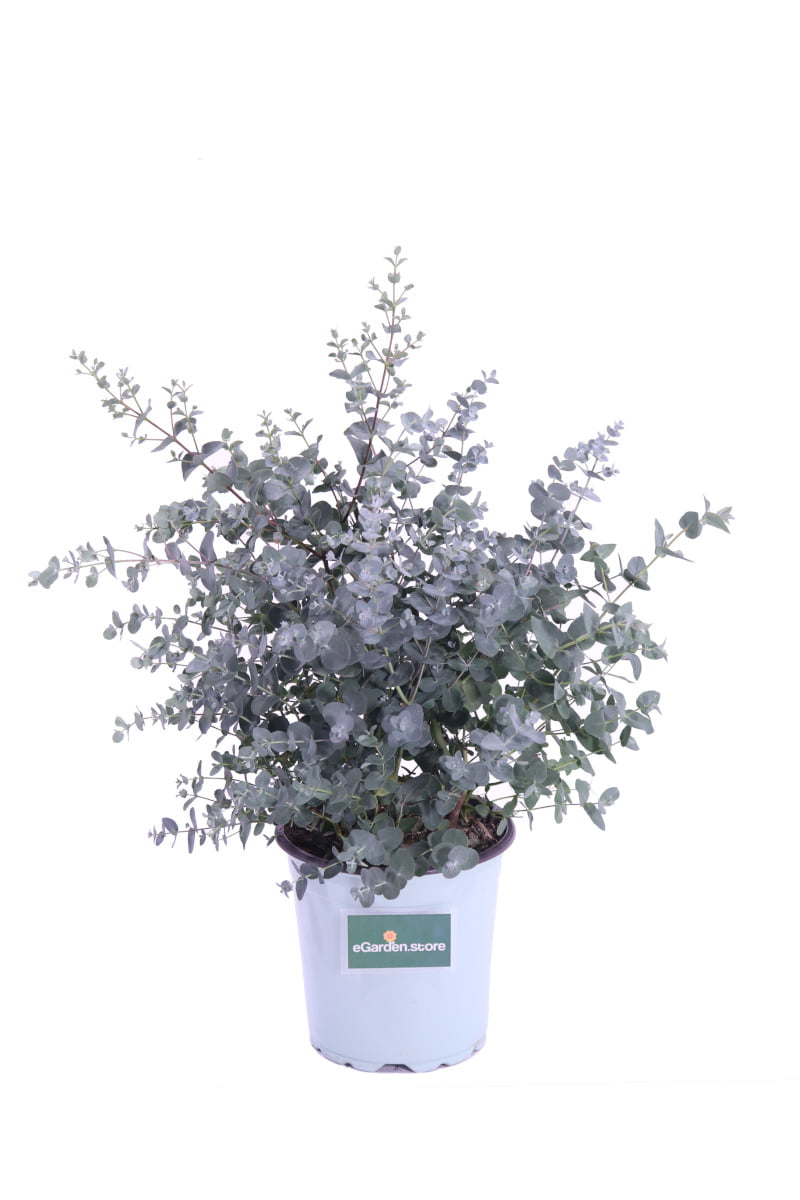 Eucalipto - Eucalyptus Gunnii - Vivaio Online eGarden