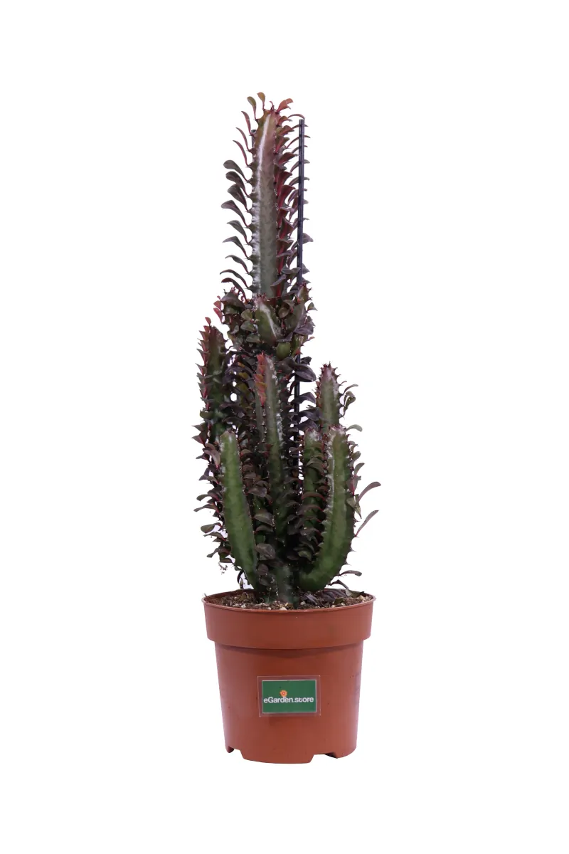 Euphorbia Trigona Rubra v17 egarden.store online